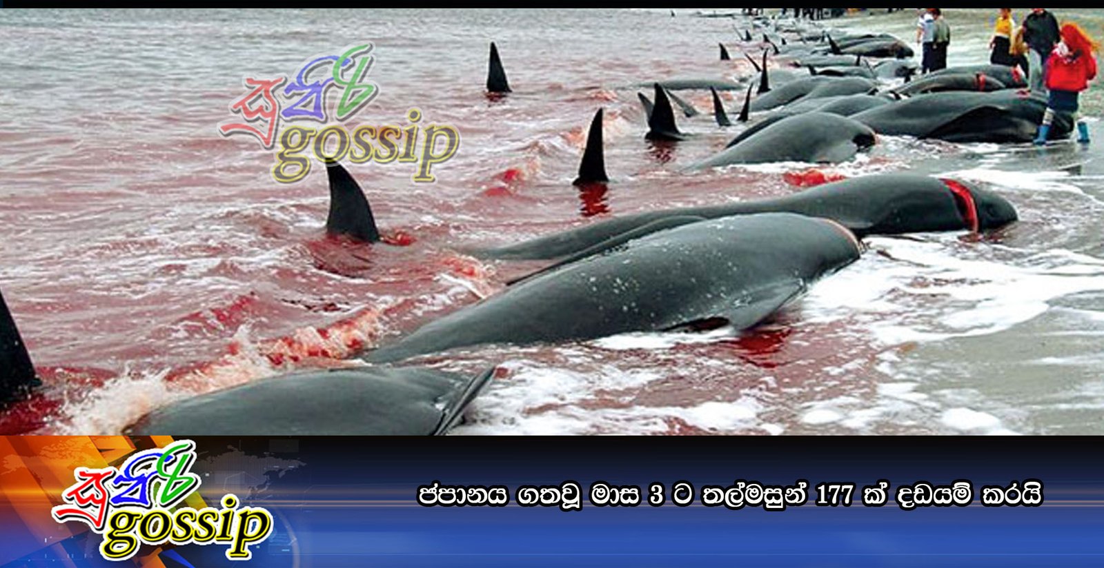 ජපානය ගතවූ මාස 3 ට තල්මසුන් 177 ක්‌ දඩයම් කරයි