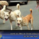 කොළඹ නගර සීමාව තුළ නිදහසේ සැරිසැරූ සුනඛයින්ගේ සංඛ්‍යාව 20% කින් පමණ අඩුවේ