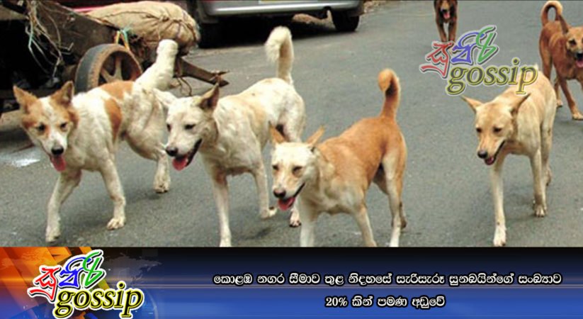 කොළඹ නගර සීමාව තුළ නිදහසේ සැරිසැරූ සුනඛයින්ගේ සංඛ්‍යාව 20% කින් පමණ අඩුවේ