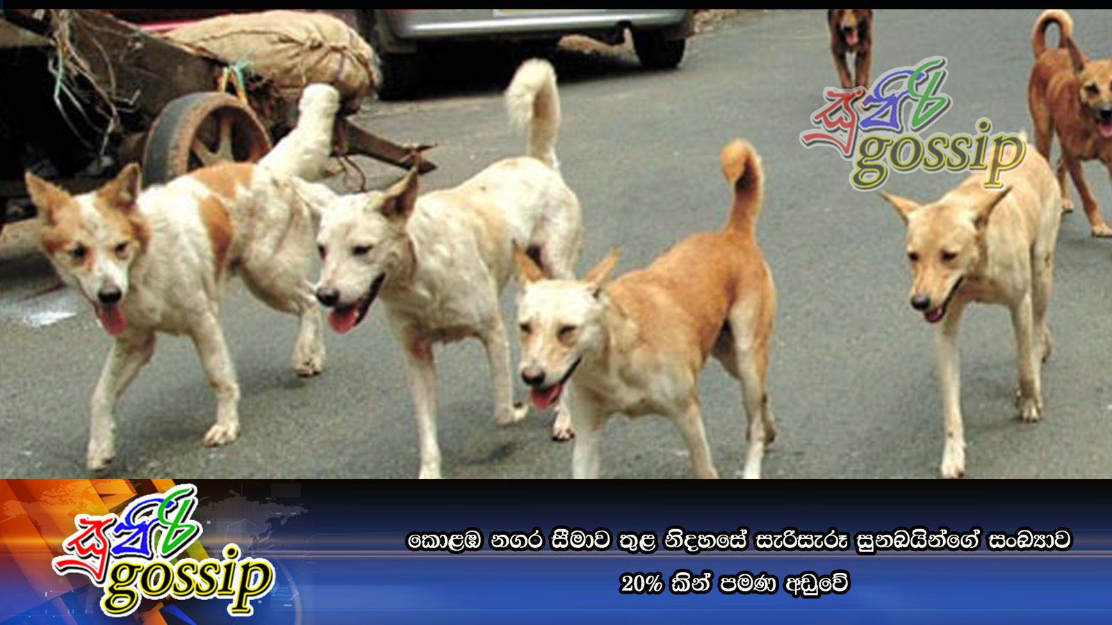 කොළඹ නගර සීමාව තුළ නිදහසේ සැරිසැරූ සුනඛයින්ගේ සංඛ්යාව 20% කින් පමණ අඩුවේ