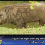 වල්ඌරු මස් සඳහා පනවා තිබූ තහනම ඉවත් කිරීමට රජය තීරණය කරයි