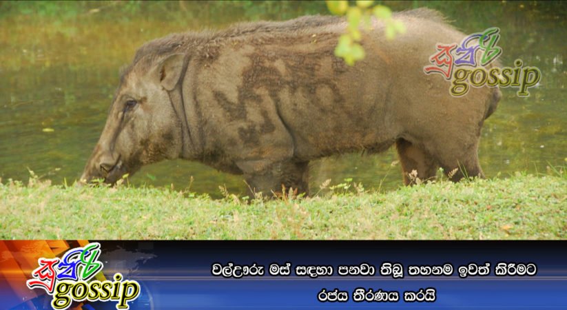 වල්ඌරු මස් සඳහා පනවා තිබූ තහනම ඉවත් කිරීමට රජය තීරණය කරයි
