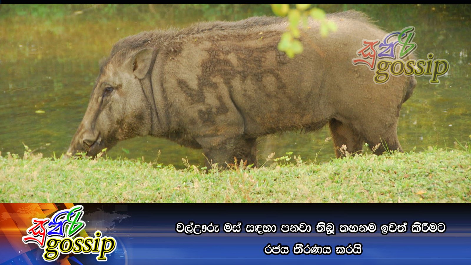 වල්ඌරු මස් සඳහා පනවා තිබූ තහනම ඉවත් කිරීමට රජය තීරණය කරයි