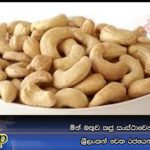 මින් මතුව කජු සංස්ථාවෙන් කජු ගන්න ශී‍්‍රලංකන් වෙත රජයෙන් උපදෙස්