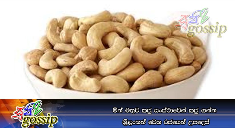 මින් මතුව කජු සංස්ථාවෙන් කජු ගන්න ශී‍්‍රලංකන් වෙත රජයෙන් උපදෙස්