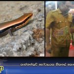 කාත්තන්කුඩි හෝටලයක හිකනල් කොත්තු විකුණලා
