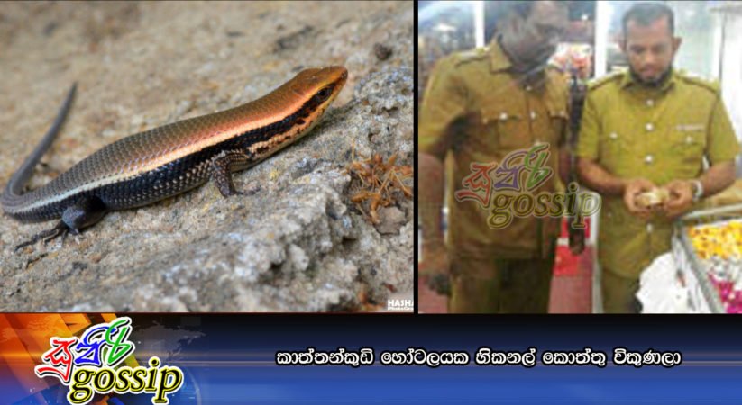කාත්තන්කුඩි හෝටලයක හිකනල් කොත්තු විකුණලා