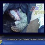 කැස්බෑවුන් මරා මස් විකුණන ජාවාරමක් නාවික හමුදා අත්අඩංගුවට