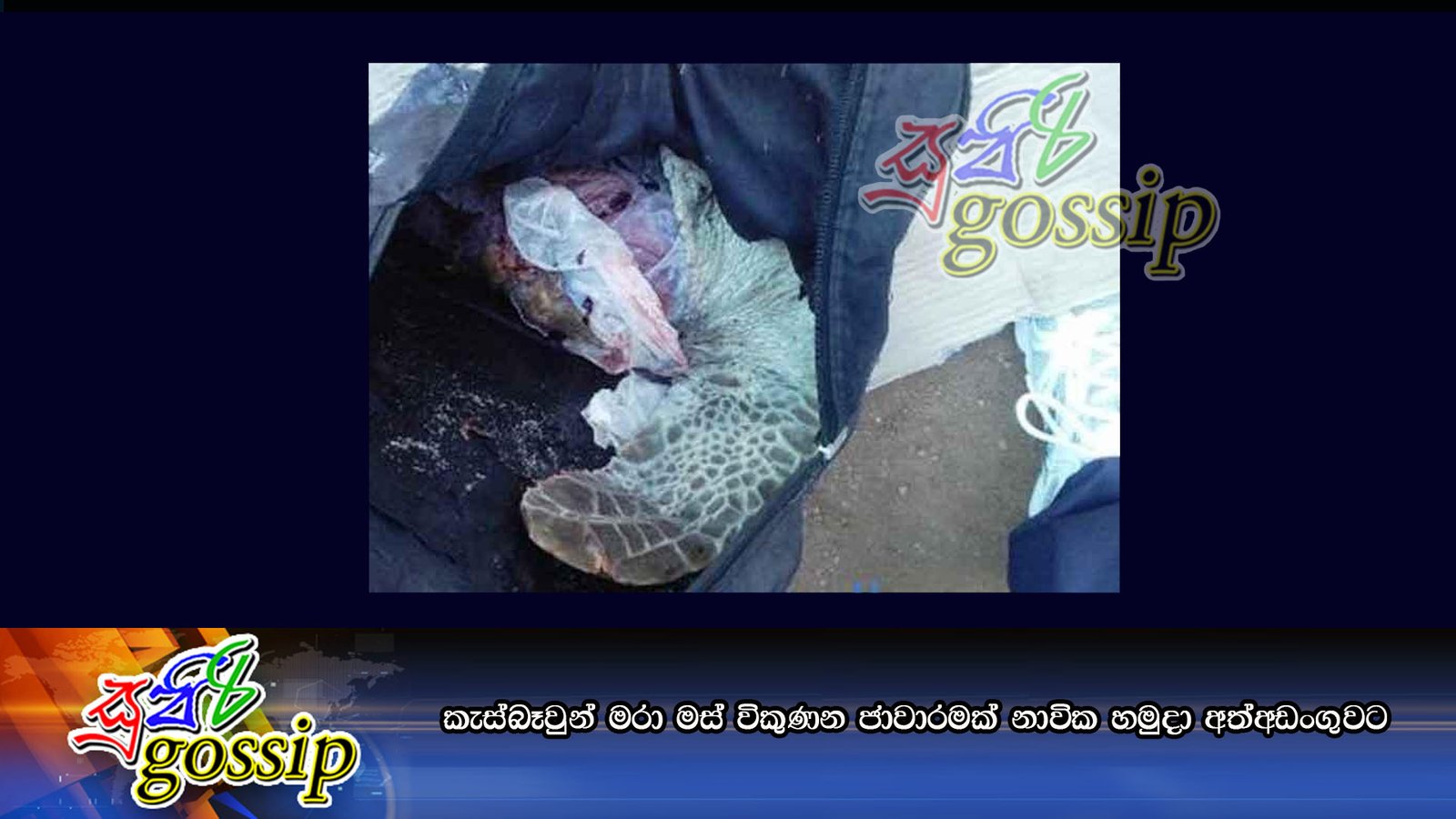 කැස්බෑවුන් මරා මස් විකුණන ජාවාරමක් නාවික හමුදා අත්අඩංගුවට