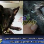 සුනඛයින්ගෙන් මිනිසාට බෝවිය හැකි තවත් ලෙඩක් ගැන දැනුවත් කෙරේ – විවිධ ප‍්‍රදේශවල සුනඛයින්ගේ රුධිර සාම්පලද පරීක්ෂා කරයි
