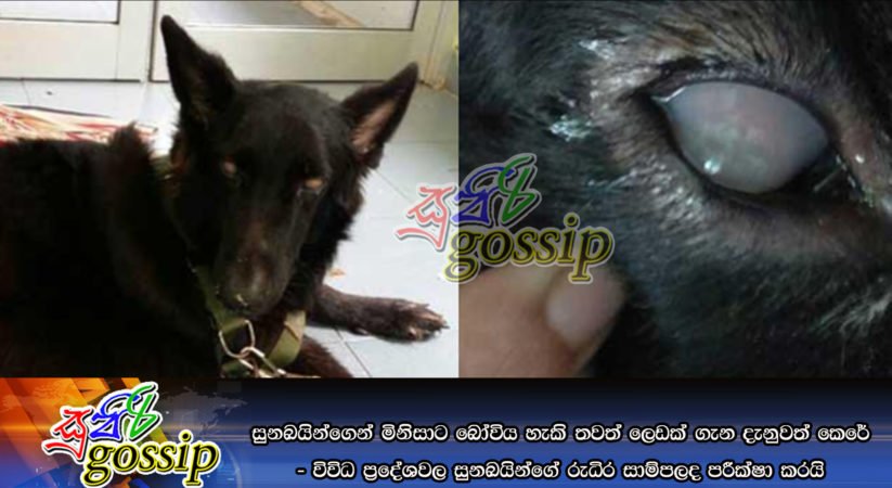 සුනඛයින්ගෙන් මිනිසාට බෝවිය හැකි තවත් ලෙඩක් ගැන දැනුවත් කෙරේ – විවිධ ප‍්‍රදේශවල සුනඛයින්ගේ රුධිර සාම්පලද පරීක්ෂා කරයි