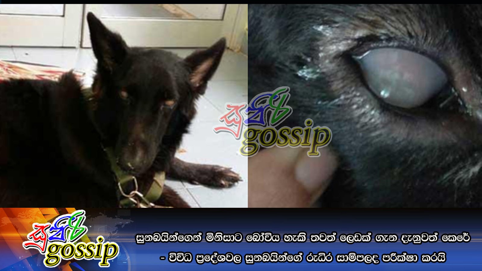 සුනඛයින්ගෙන් මිනිසාට බෝවිය හැකි තවත් ලෙඩක් ගැන දැනුවත් කෙරේ – විවිධ ප‍්‍රදේශවල සුනඛයින්ගේ රුධිර සාම්පලද පරීක්ෂා කරයි