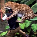 තවත් අය බලා සිටියදී දිවියෙක් මිනිහෙක්ව පැහැරගෙන යයි!