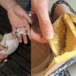 තන පටවල තිබූ ජෙල් විෂ රසායන හෝ වඳ බෙහෙත් නොවන බව රස පරීක්‍ෂක තහවුරු කරයි