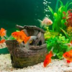 සුරතලේට මාළු ඇති කරනවා නම්, මාළු ගන්න කලින් මේක කියවන්න..