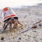 වසරේ දිය යට ඡායාරූප දැක ගන්න එන්න