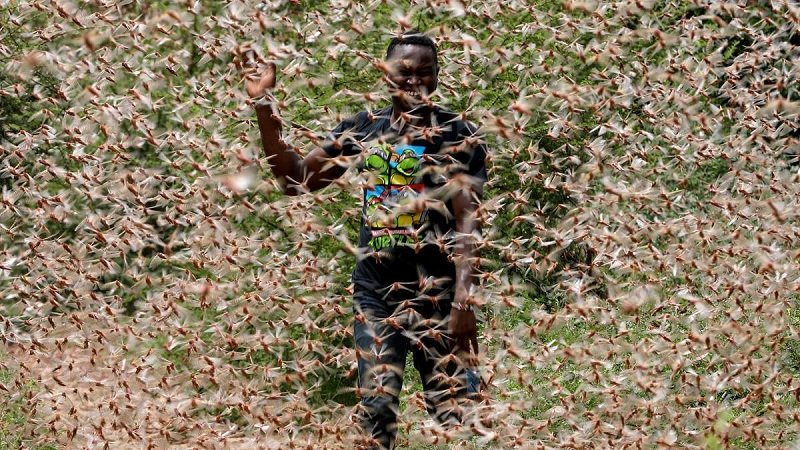 ‘කාන්තාර පළඟැටි සේනා’ වැට මායිමටම ඇවිත් රාළේ