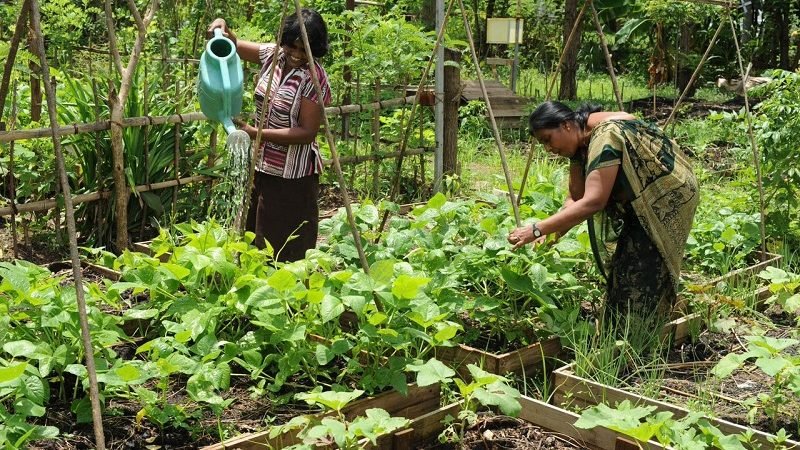 කොරෝනා සමග පැමිණිය හැකි සාගතයට ගෙවත්තෙන් විසදුමක්