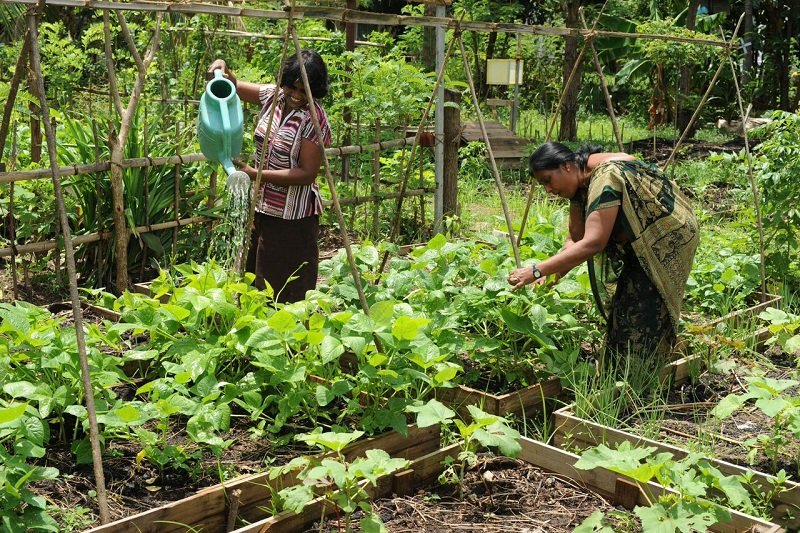 කොරෝනා සමග පැමිණිය හැකි සාගතයට ගෙවත්තෙන් විසදුමක්