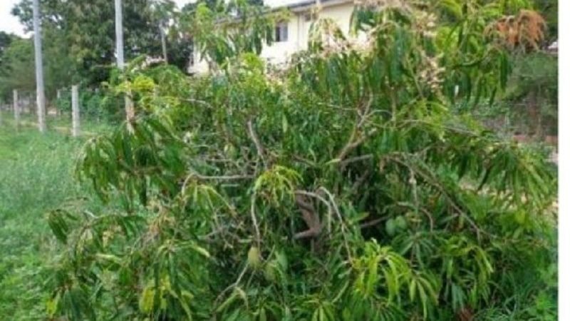 ‘පුංචි ගෙවත්තටම ගැළපෙන’ නව අඹ විශේෂයක් සොයන ඔබට ‘කොඩිමා’