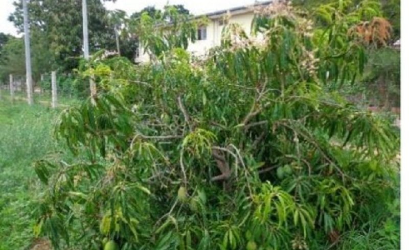 ‘පුංචි ගෙවත්තටම ගැළපෙන’ නව අඹ විශේෂයක් සොයන ඔබට ‘කොඩිමා’