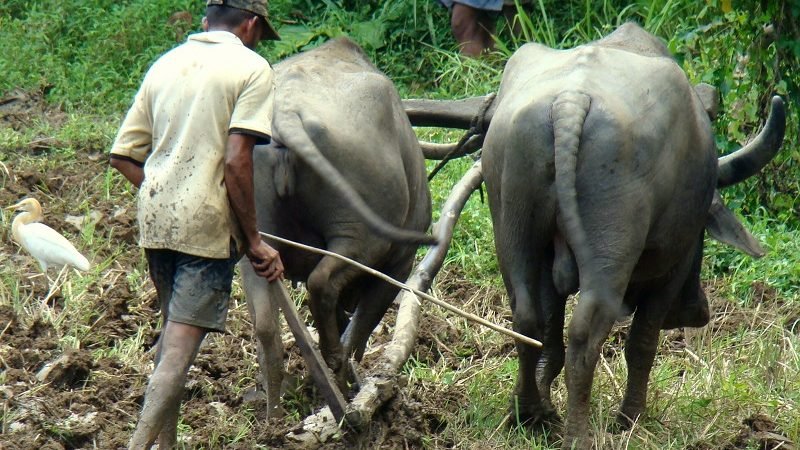 කෘෂි තාක්ෂණයට ගහරමින්  හණමිටිකාරයෝ ‘රට සාගතයට’ ඇදගෙන යන හැටි මෙන්න !