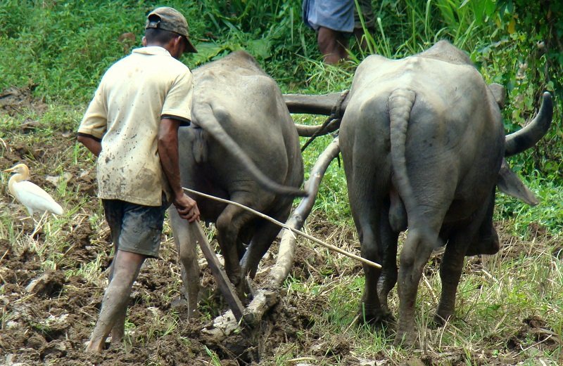 කෘෂි තාක්ෂණයට ගහරමින්  හණමිටිකාරයෝ ‘රට සාගතයට’ ඇදගෙන යන හැටි මෙන්න !