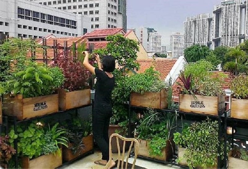 ‘නාගරික ගොවිතැන’ ඉහළට ඔසවන්න හොදම කාලය පැමිණිලා !