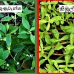 අවවාදයයි ! මිනිස් පරිභෝජනයට නුසුදුසු ‘කිඹුල් මුකුණුවැන්න’ වෙළෙඳපොළේ