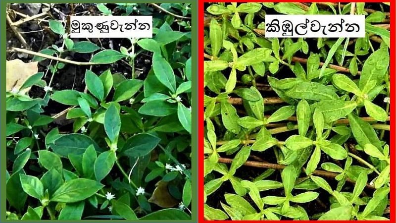 අවවාදයයි ! මිනිස් පරිභෝජනයට නුසුදුසු ‘කිඹුල් මුකුණුවැන්න’ වෙළෙඳපොළේ