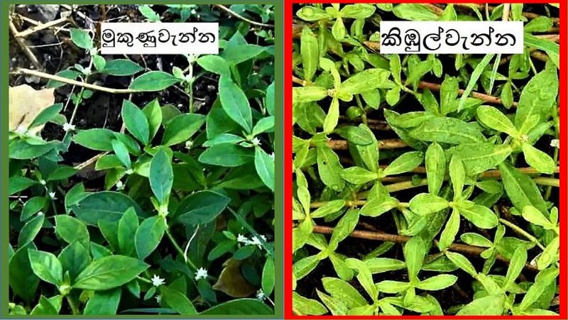 අවවාදයයි ! මිනිස් පරිභෝජනයට නුසුදුසු ‘කිඹුල් මුකුණුවැන්න’ වෙළෙඳපොළේ