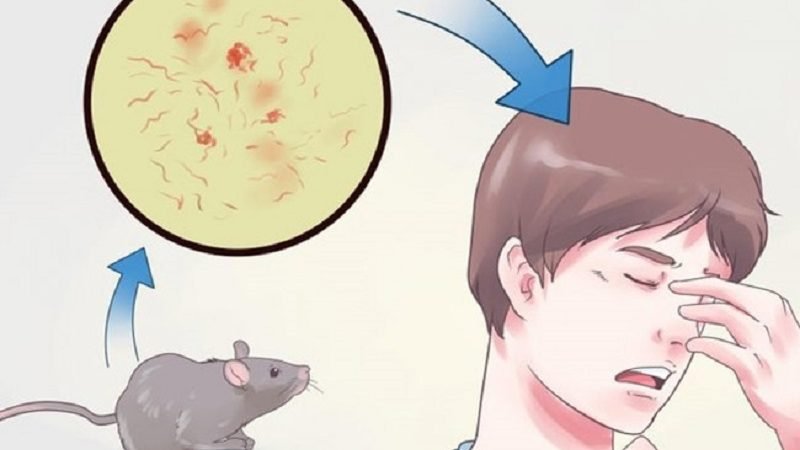 කොරෝනා – ඩෙංගු අස්සේ ‘මී උණත්’ හිස ඔසවයි !