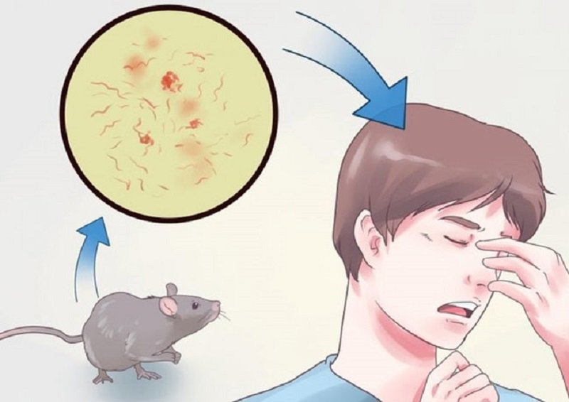 කොරෝනා – ඩෙංගු අස්සේ ‘මී උණත්’ හිස ඔසවයි !