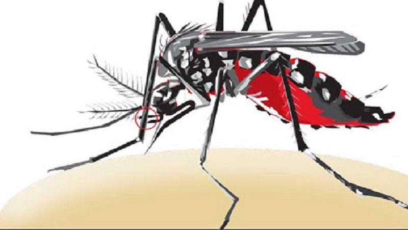 ඩෙංගු මර්ධනයේදී පරිසර පවිත්‍රතාවට ප්‍රමුඛත්වය – නීති කඩකරන්නන්ට දැඩි පියවර