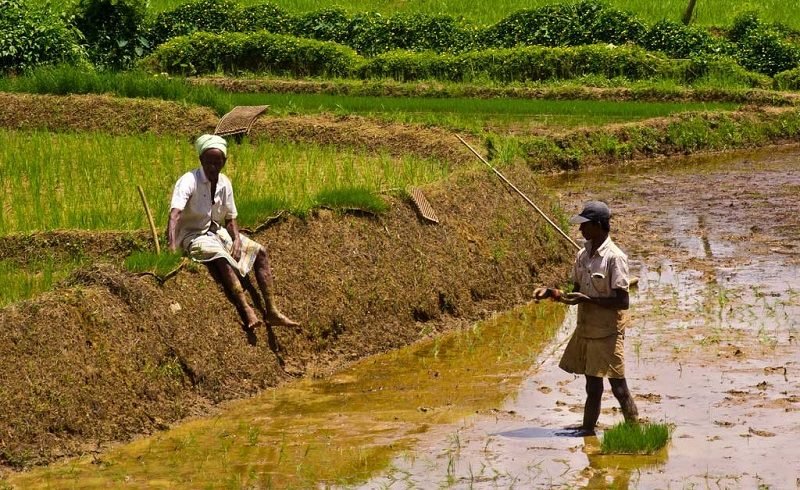‘මී උණ’ ගැන නිවැරදිව දැනුවත් වී දිවි රැක ගනිමු