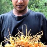 සූපවේදයට සහ ආයුර්වේදයට නැතිවම බැරි ‘කහ’ ගැන අලුත් තාලේ කතාවක්