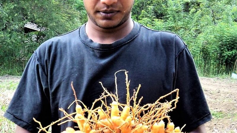 සූපවේදයට සහ ආයුර්වේදයට නැතිවම බැරි ‘කහ’ ගැන අලුත් තාලේ කතාවක්