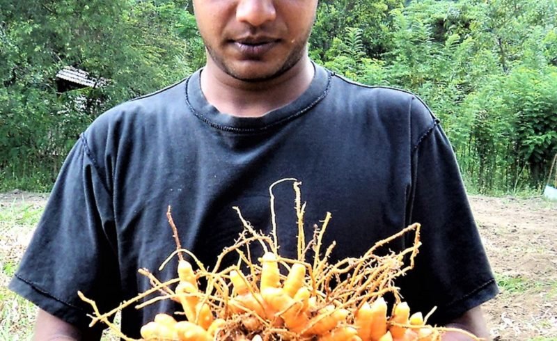 සූපවේදයට සහ ආයුර්වේදයට නැතිවම බැරි ‘කහ’ ගැන අලුත් තාලේ කතාවක්