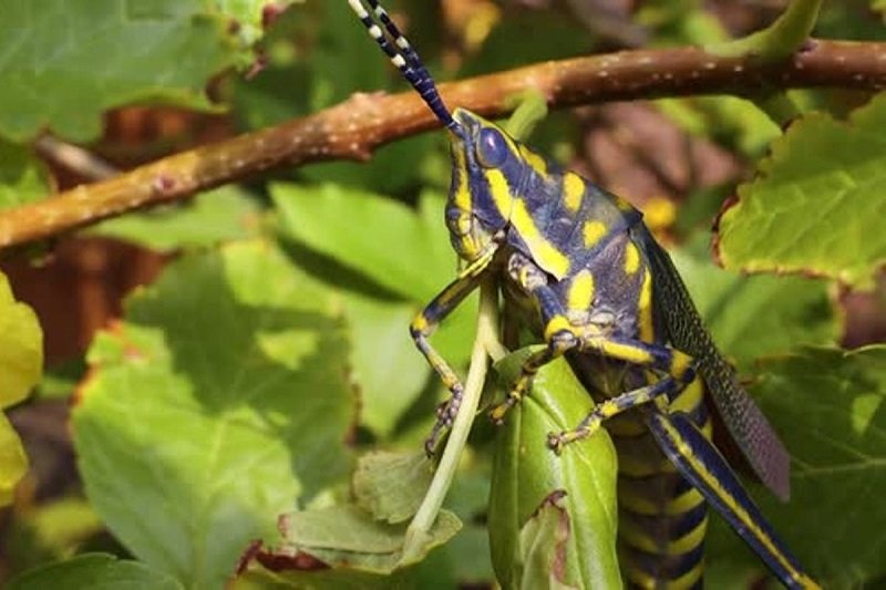 මාවතගමට ආවේ ‘කාන්තාර පළඟැටියා’ ද? අපි දන්න කියන අපේ පළඟැටියෙක්ද ?