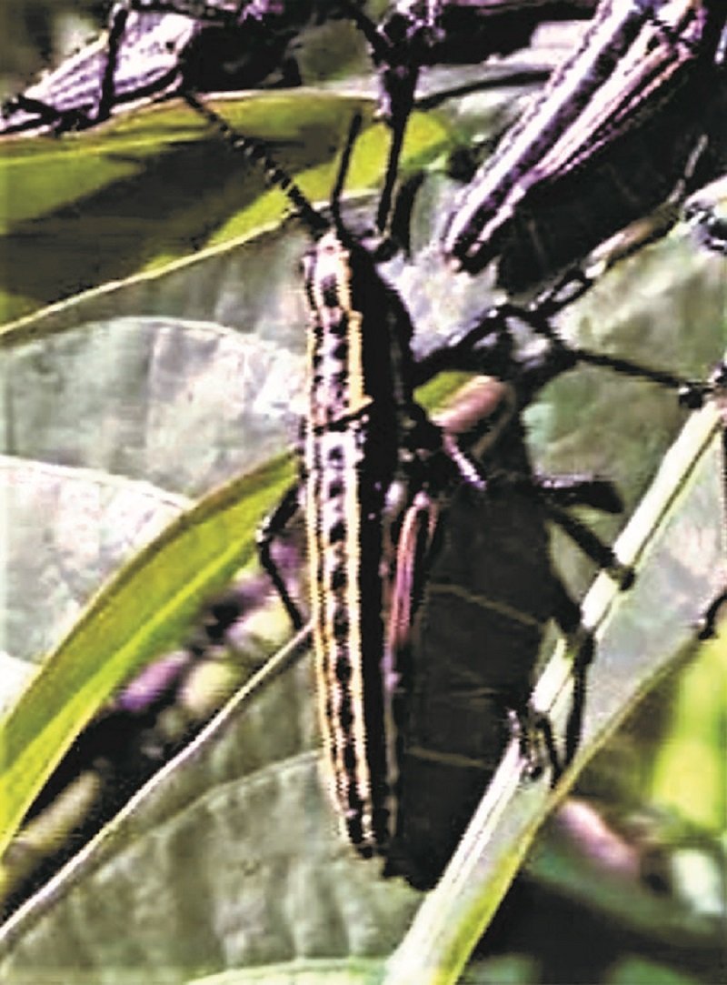 මාවතගම ඉන්නේ කාන්තාර පළඟැටියා නොවේ ! ඒත් විමසිල්ලෙන් සිටින්න