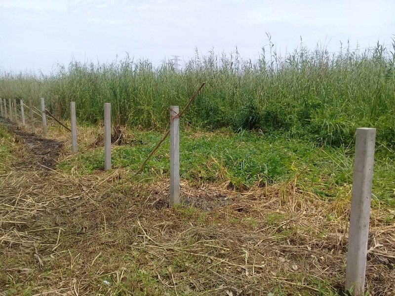 මුතුරාජවෙළ තවත් තෙත් බිමේ අක්කර 50ක් ඈවරයි !