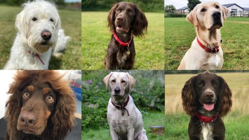 සුනඛයන් මගින් ‘Covid-19 රෝගීන් සොයන’ පරීක්ෂණයක්