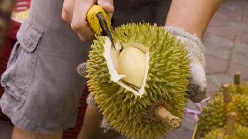 දූරියන් වගාව ගැන අලුතින් හිතුවොත් ධන උල්පතක් කර ගන්න පුළුවන්