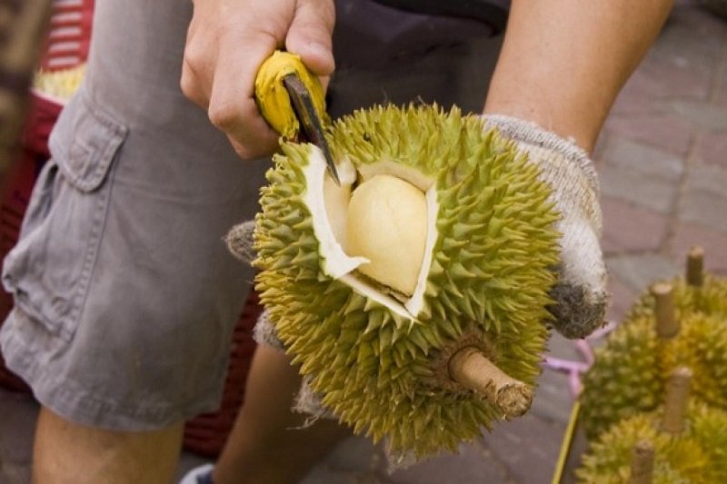 දූරියන් වගාව ගැන අලුතින් හිතුවොත් ධන උල්පතක් කර ගන්න පුළුවන්