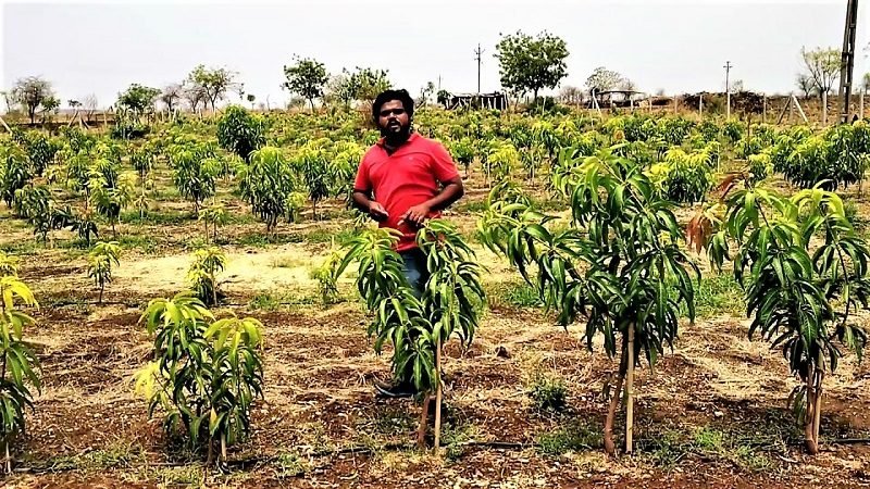 අධිඝනත්ව අඹ වගාවට ‘නැතුවම බැරි කප්පාදුව’