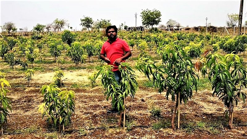 අධිඝනත්ව අඹ වගාවට ‘නැතුවම බැරි කප්පාදුව’