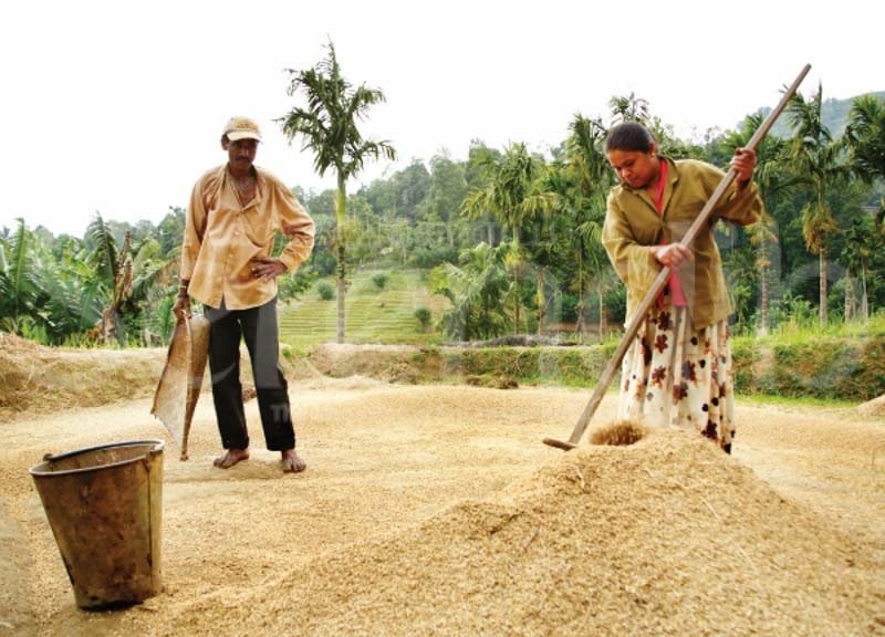 යල කන්නයේ වී මිලදී ගැනීම සඳහා මහා භාණ්ඩාගාරයෙන් රු. මිලියන 10,400ක්