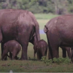 ශ්‍රී ලංකාවේ වාර්තාගත ‘පළමු සජීවී නිවුන් අලි පැටවුන්’ මෙන්න !