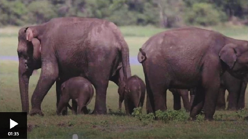 ශ්‍රී ලංකාවේ වාර්තාගත ‘පළමු සජීවී නිවුන් අලි පැටවුන්’ මෙන්න !