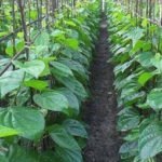 ගෙවත්ත අයිනේ පුංචි ඉඩක ‘සල්ලි වැල් ටිකකුත්’ වවා ගනිමුද ?